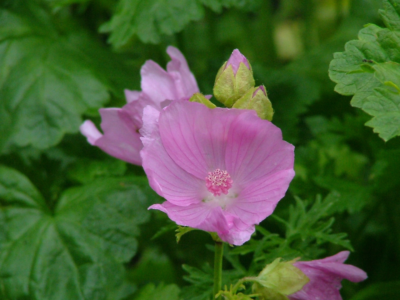 Malva moschata Muskuskaasjeskruid bestellen